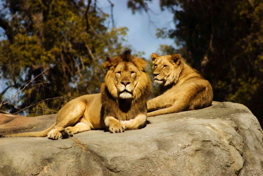 Les lions surveillent les visiteurs du zoo