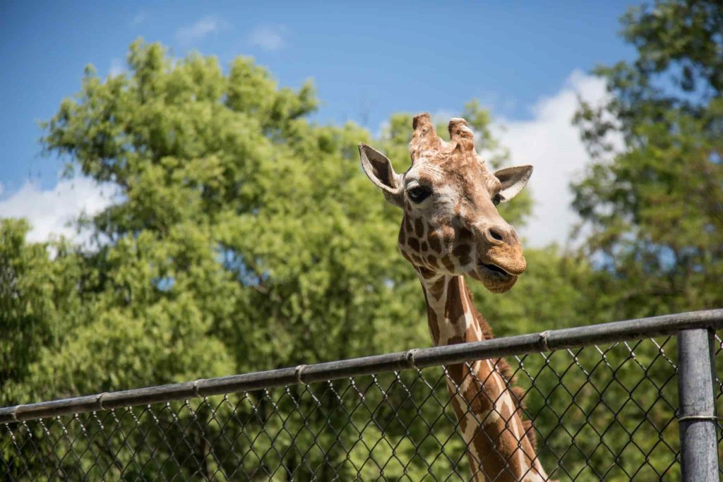 vous verrez des girafes au Montpellier zoo 