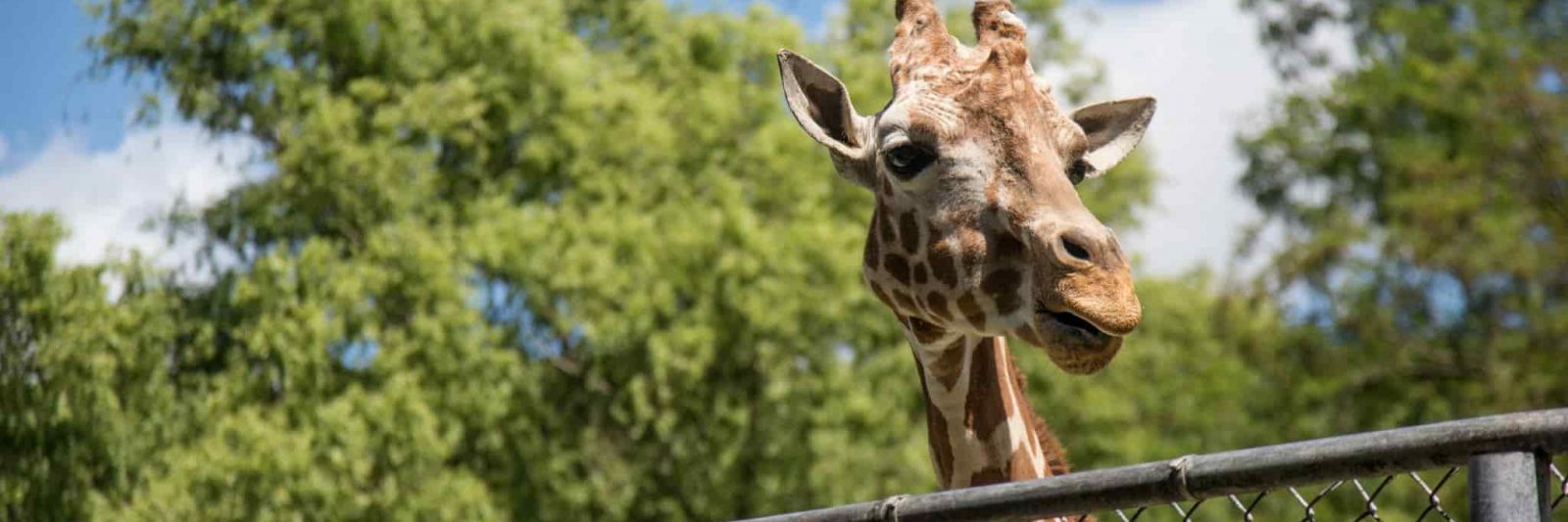 zoo montpellier lunaret gratuit entrée serre amazonienne horaires parking