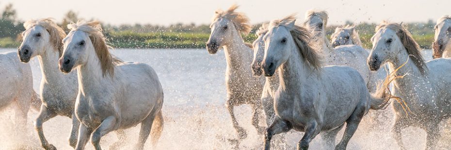 what to do in camargue, france