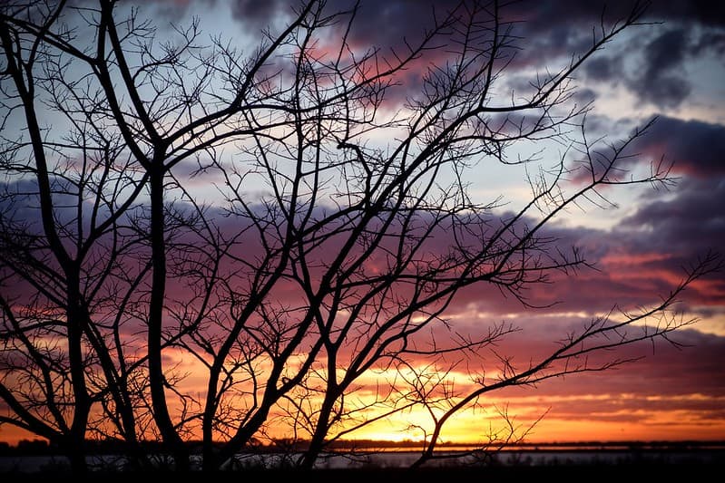 Photo de la nature sauvage à admirer lors d'un voyage en Camargue en hiver.
