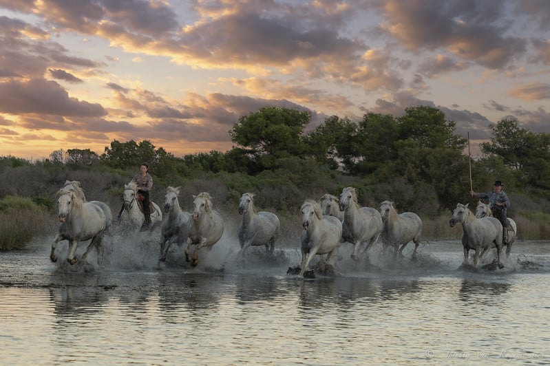 Chevaux camarguais à admirer lors d'un voyage en Camargue.
