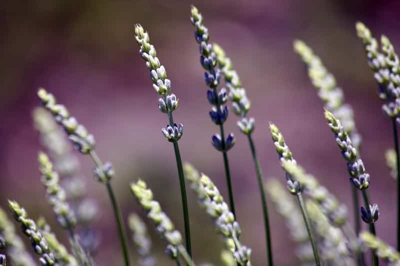 provence