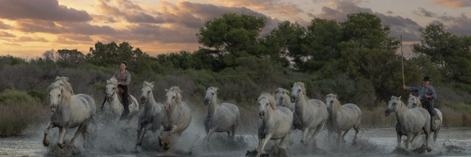 chevaux camarguais